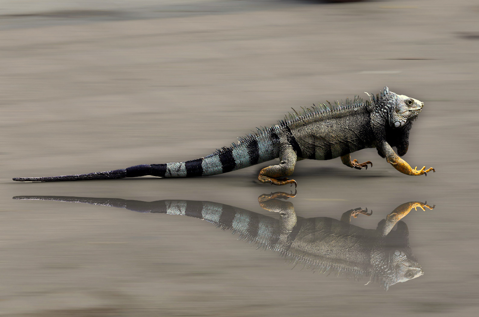 ANG_5355 iguana Cienaga